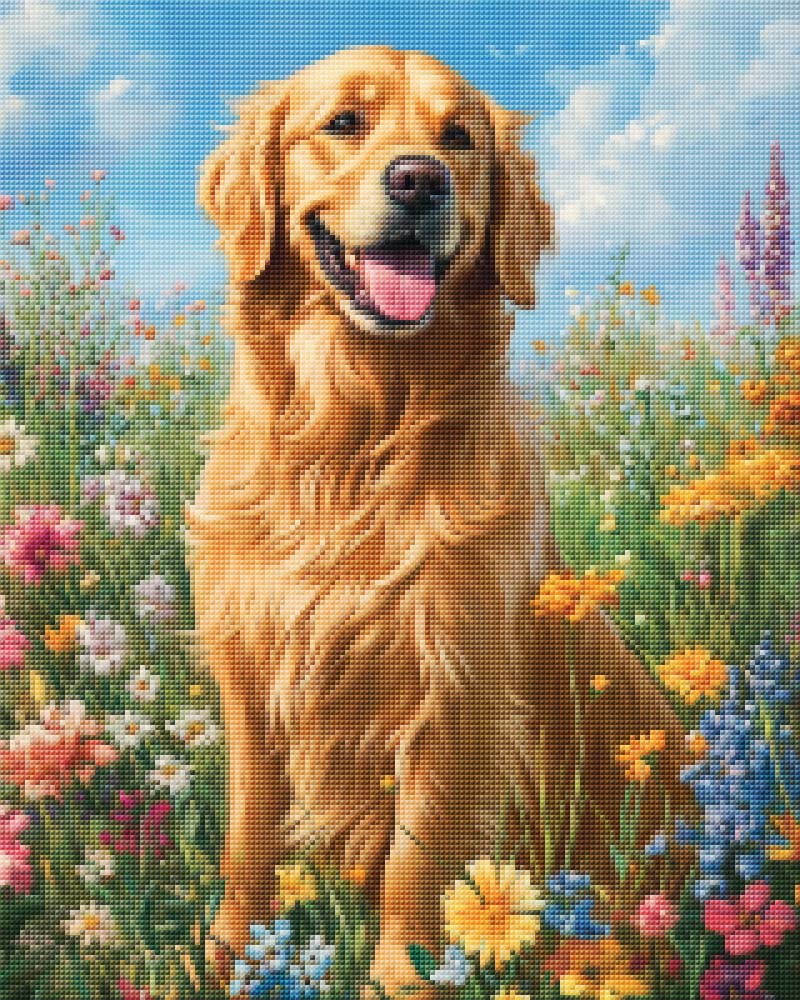 Golden Retriever in der Sonne